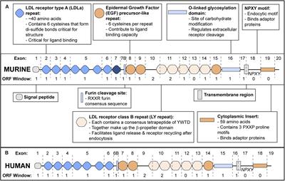 ApoER2: Functional Tuning Through Splicing